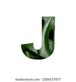 Illustration Vector Graphic of Letter J. Letter of the Alphabet. Leaf Motif. EPS.