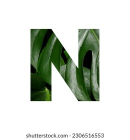Illustration Vector Graphic of Letter N. Letter of the Alphabet. Leaf Motif. EPS.