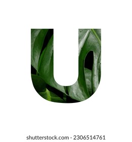 Illustration Vector Graphic of Letter U. Letter of the Alphabet. Leaf Motif. EPS.