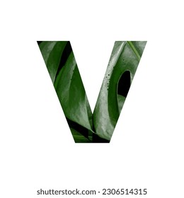 Gráfico vectorial de ilustración de la letra V. Carta del alfabeto. Motif de hoja. EPS.