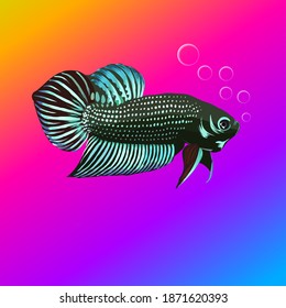 Illustration vector graphic of Mahachai Betta Fish