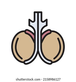 Illustration vector graphic of male testicle icon suitable for medical-themed designs or human organs