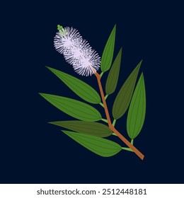 Illustration vector graphic of Melaleuca cajuputi