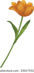 Illustration vector graphic of orange tulip. Best for floral design.