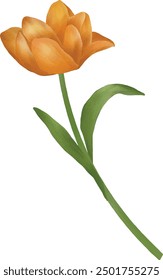 Illustration vector graphic of orange tulip. Best for floral design.