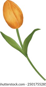 Illustration, Vektorgrafik der orangefarbenen Tulpe. Am besten für Blumendesign.