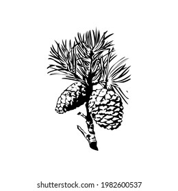 Illustration Vector graphic of pine cone design