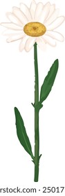Illustration vector graphic of single stem of daisy. Good for decorative design.