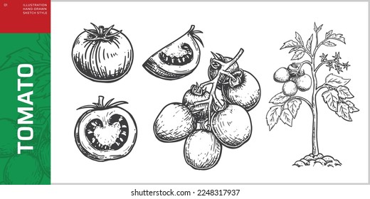 Illustration vector graphic sketch or line art of tomato, cut tomato, slice tomato, branch tomato and tomatoes tree. Black vector outline on transparent background.