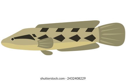 Illustration vector graphic of Snakehead fish Parachanna Obscura on isolated white background. Flat design style.