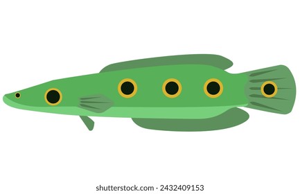 Illustration vector graphic of Snakehead fish Channa Pleuro on isolated white background. Flat design style.