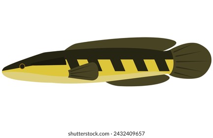 Illustration vector graphic of Snakehead fish Channa Marulius on isolated white background. Flat design style.