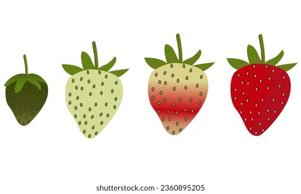 illustration vector graphic of Strawberry growth isolated on white, strawberry life cycle, plant growth stages from new growth to fully ripe