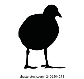 Illustration Vector Graphic Template of American Coot Silhouette Logo.