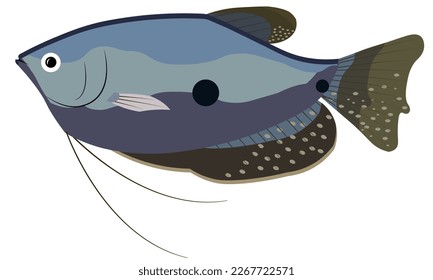 Illustration vector graphic of trichogaster fish on isolated white background. Perfect for children book cover, children coloring book, children education book, etc.