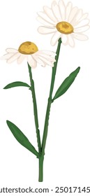 Illustration vector graphic of two sprigs daisy. Best for decorative design.