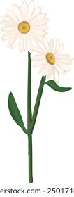 Illustration vector graphic of two sprigs daisy. Best for decorative design.