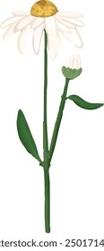 Ilustración Vector gráfico de dos ramitas de margarita. Mejor para el diseño decorativo.