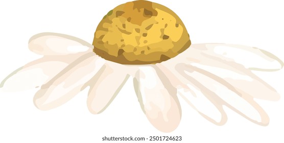 Illustration vector graphic of white daisy petals. Good for decorative design.