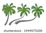 Illustration vector graphich of coconut tree. Vector illustration.