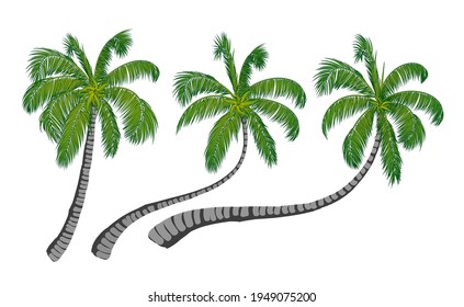 Illustration vector graphich of coconut tree. Vector illustration.