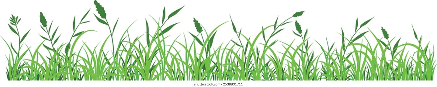 Illustration vector of green grass border, meadow springtime, Turf environment decoration element, Prairie Background