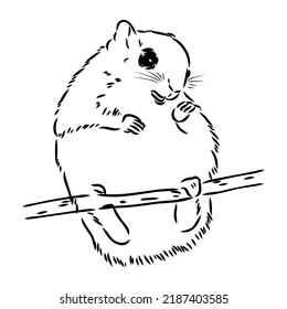 illustration vector hand draw doodles of flying squirrel or Pteromyini or Petauristini isolated on white background