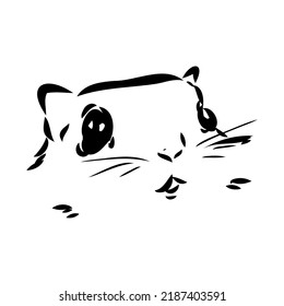 illustration vector hand draw doodles of flying squirrel or Pteromyini or Petauristini isolated on white background