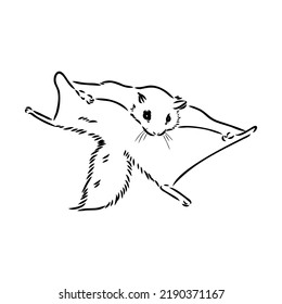 illustration vector hand draw doodles of flying squirrel or Pteromyini or Petauristini isolated on white background