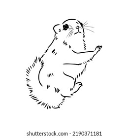 illustration vector hand draw doodles of flying squirrel or Pteromyini or Petauristini isolated on white background