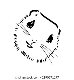 illustration vector hand draw doodles of flying squirrel or Pteromyini or Petauristini isolated on white background