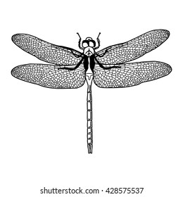 Dragonfly Illustration Engraving Drawing Ink Vector Stock Vector ...