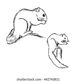 illustration vector hand drawn of  African bush squirrel isolated on white background