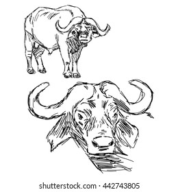 illustration vector hand drawn of  Cape buffalo isolated on white background