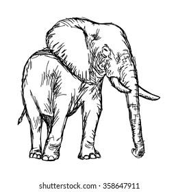 illustration vector hand drawn doodle african elephant isolated on white.