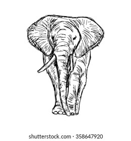 illustration vector hand drawn doodle african elephant isolated on white