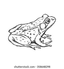 illustration vector hand drawn doodle frog isolated on white