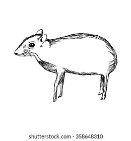 illustration vector hand drawn doodle the mouse deer or Chevrotain isolated on white