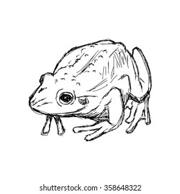 illustration vector hand drawn doodle toad isolated on white