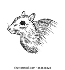 illustration vector hand drawn doodle closeup mouse deer or Chevrotain isolated on white