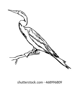 illustration vector hand drawn sketch of African Darter isolated on white background