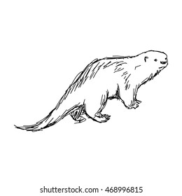 illustration vector hand drawn sketch of African Clawless Otter isolated on white background