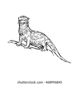 illustration vector hand drawn sketch of African Clawless Otter isolated on white background