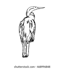 illustration vector hand drawn sketch of African Darter isolated on white background