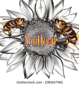 Illustration with vector hand drawn sunflower and bees