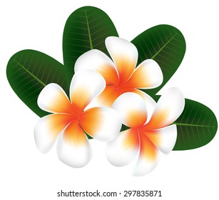 illustration vector of Hawaii flower Frangipani, white Plumeria on white background, green leaves