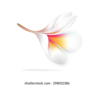 illustration vector of Hawaii flower Frangipani, white Plumeria on white background