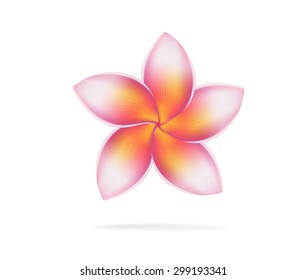 illustration vector of Hawaii flower Frangipani, plumeria rubra on white background