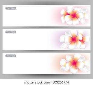 illustration vector of Hawaii flower Frangipani, white Plumeria  brochure template.