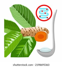 Illustration vector of Herbal ingredients such as guava leaves, turmeric slice and a pinch of salt for diarrhea treatment with logo icon